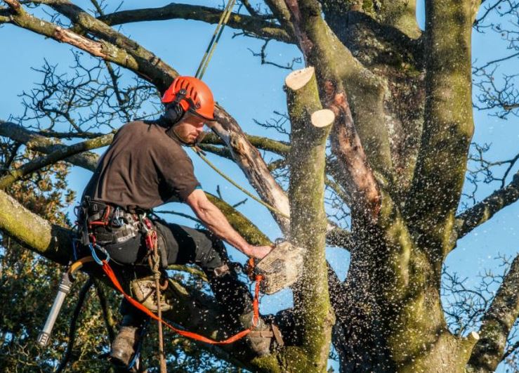 Tree cutting services in Abilene TX