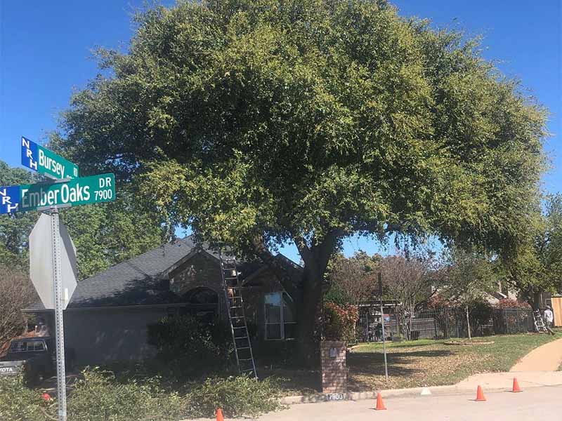 Abilene tree service work photo