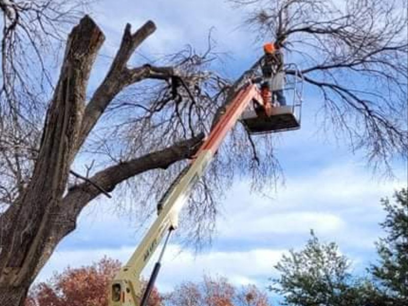 Abilene tree service project photo