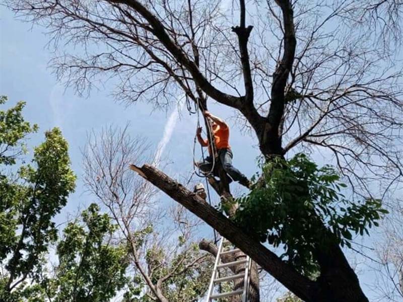 Abilene tree service project photo