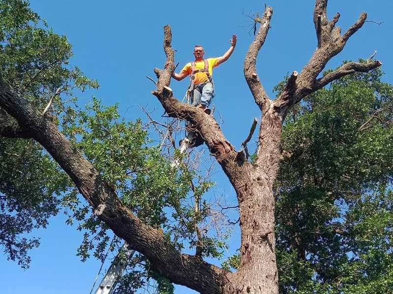 Abilene tree service project photo